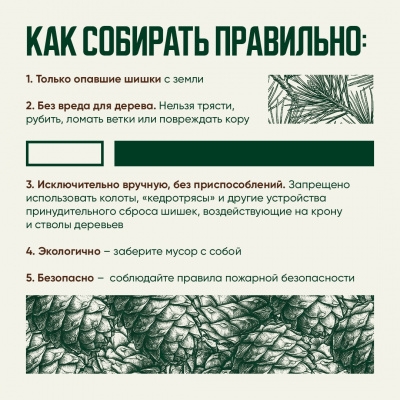 Порядок заготовки пищевых лесных ресурсов на территории Ханты-Мансийского автономного округа - Югры