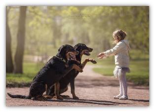 Правила поведения воспитанного ребенка с собаками