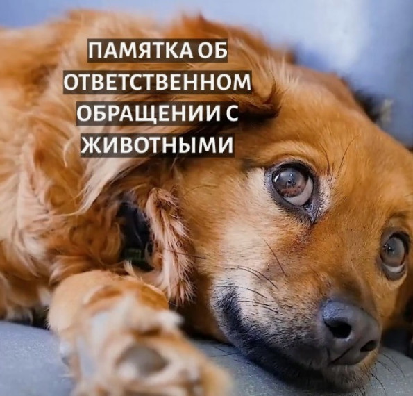 Памятка населению  по ответственному обращению с животными